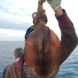 エヌスタイル 釣果