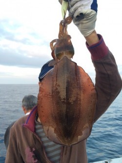 エヌスタイル 釣果