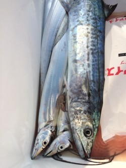 浜栄丸 釣果