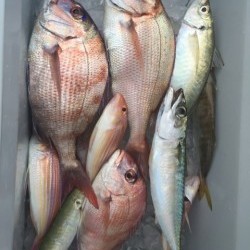 「LaGooN」蒼陽丸 日和号　 釣果