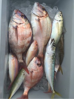 「LaGooN」蒼陽丸 日和号　 釣果