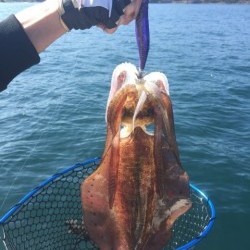 「LaGooN」蒼陽丸 日和号　 釣果