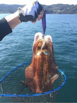 「LaGooN」蒼陽丸 日和号　 釣果