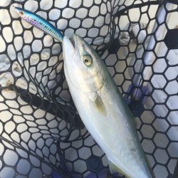 「LaGooN」蒼陽丸 日和号　 釣果