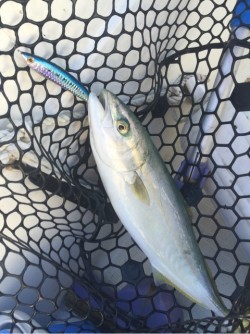 「LaGooN」蒼陽丸 日和号　 釣果