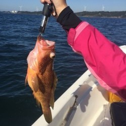 「LaGooN」蒼陽丸 日和号　 釣果