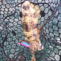 「LaGooN」蒼陽丸 日和号　 釣果