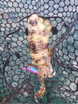 「LaGooN」蒼陽丸 日和号　 釣果