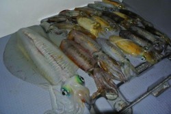 South Current 釣果