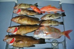 South Current 釣果