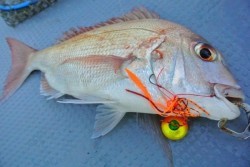 South Current 釣果