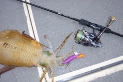 South Current 釣果