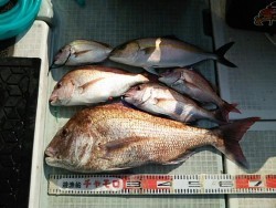 チャモロ 釣果