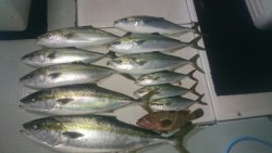 エムズジャーク（M’s JERK） 釣果