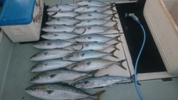 エムズジャーク（M’s JERK） 釣果