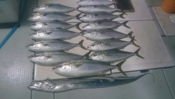 エムズジャーク（M’s JERK） 釣果