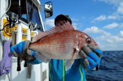ワープゾーン 釣果
