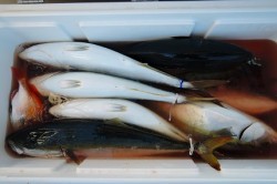 ワープゾーン 釣果