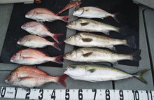 オーシャンスター(Ocean Star) …