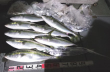 オーシャンスター(Ocean Star) …