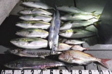 オーシャンスター(Ocean Star) …