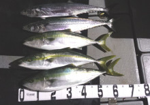 オーシャンスター(Ocean Star) …