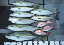 オーシャンスター(Ocean Star) …