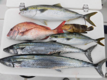 ＪＤＩ　Ｒａｃｉｎｇ　シールズマリンレジャー 釣果