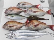 ＪＤＩ　Ｒａｃｉｎｇ　シールズマリンレジャ…