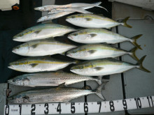 オーシャンスター(Ocean Star) …