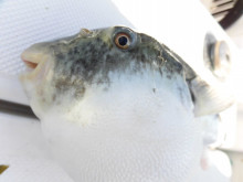 JDI Racing シールズマリンレジャー 釣果