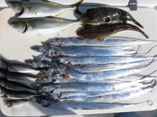 JDI Racing シールズマリンレジャー 釣果