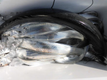 ＪＤＩ　Ｒａｃｉｎｇ　シールズマリンレジャ…