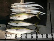 オーシャンスター(Ocean Star) …