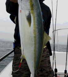 ＪＤＩ　Ｒａｃｉｎｇ　シールズマリンレジャー 釣果