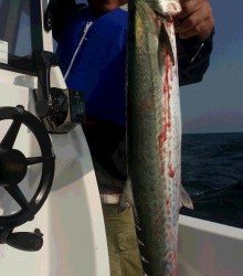 ＪＤＩ　Ｒａｃｉｎｇ　シールズマリンレジャー 釣果