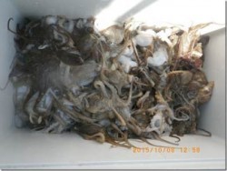 からこと丸 釣果