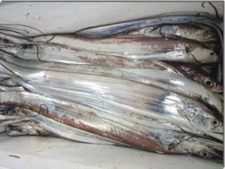 からこと丸 釣果