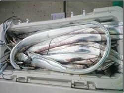 からこと丸 釣果