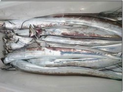 からこと丸 釣果