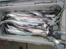 からこと丸 釣果