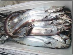 からこと丸 釣果