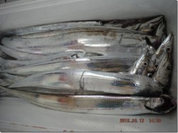 からこと丸 釣果