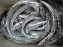 からこと丸 釣果