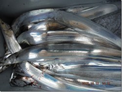 からこと丸 釣果