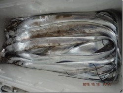 からこと丸 釣果