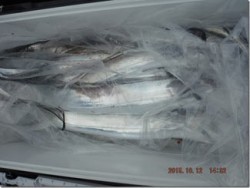 からこと丸 釣果