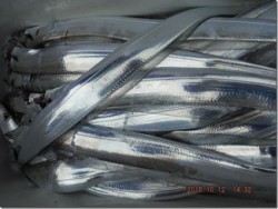 からこと丸 釣果