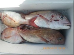 からこと丸 釣果