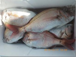 からこと丸 釣果